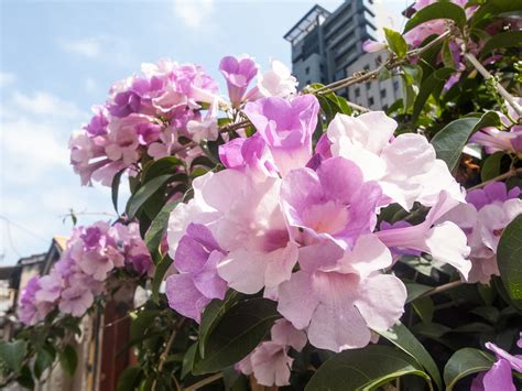 蒜頭花|植物